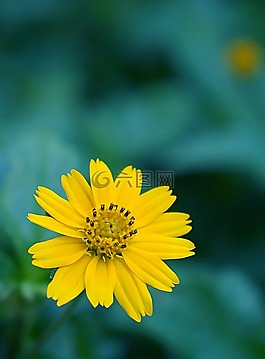 甘菊野生,黃色的花,黃色雛菊