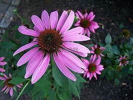 coneflower,粉紅色,紫色