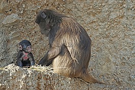 dschelada,猴子,靈長類動物