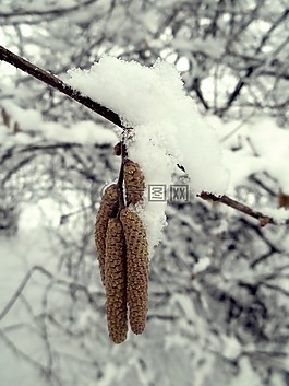 冬天,雪,白