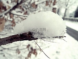 冬天,雪,科