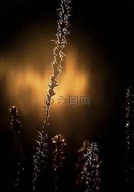 草,玉米,太陽(yáng)