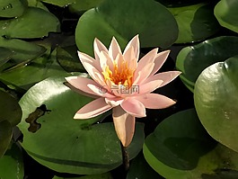 蓮花,花