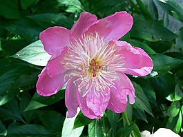 牡丹,花,自然