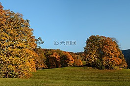 秋,樹,景觀