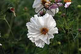 花,白,開放