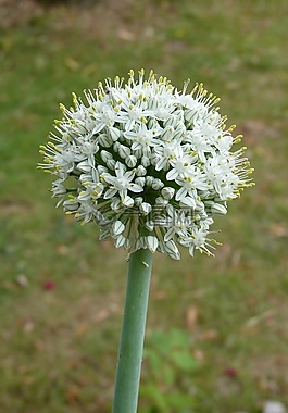 洋蔥,鮮花,蔬菜