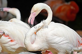 弗拉明戈,粉紅色的火烈鳥,水禽