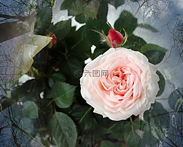 玫瑰,開花,花