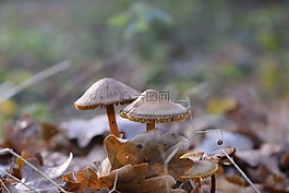 秋天,蘑菇,毒菌