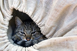 貓,貓科動物,貓趴