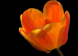 郁金香,開花,橘紅色火焰