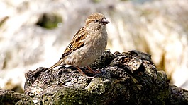 麻雀,鳥,性質(zhì)