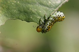 毛蟲(chóng),昆蟲(chóng),特寫