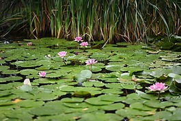 nenufar,鮮花,池塘