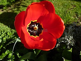 花,紅色,特寫