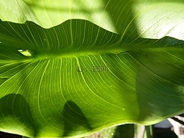 葉,宏,性質(zhì)
