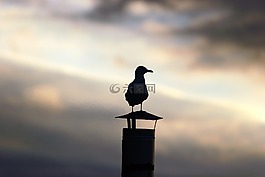 海鷗,動物,日落