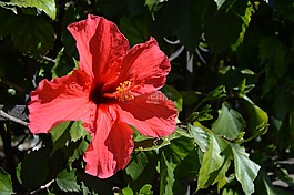 花,鮮花,美
