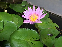 花,水,浮動(dòng)