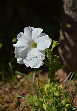 花,白,花園