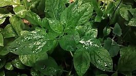 植物,雨,葉