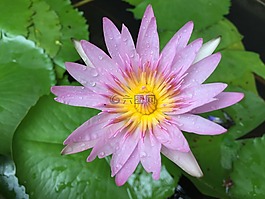 花,葉子,葉