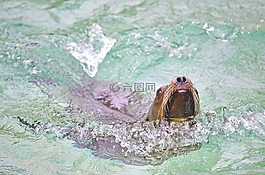 海獅,水,游泳