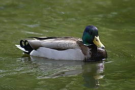 鳥,鴨,鳧