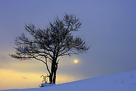 樹,冬天,太陽能