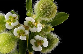 植物區(qū)系,宏,小小