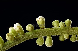 植物區(qū)系,宏,小小
