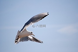 鳥,海鷗,飛