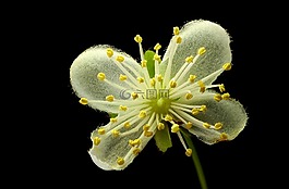 植物區(qū)系,宏,小小