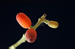 植物區(qū)系,宏,小小