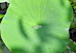 蓮花,葉,水