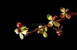 植物區(qū)系,宏,小小