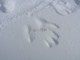 雪,白,冬天