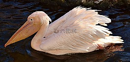 佩利坎,鳥,條例草案