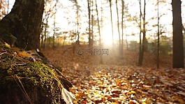 秋天,沙丘,苔