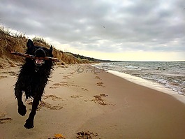 狗,海滩,棒