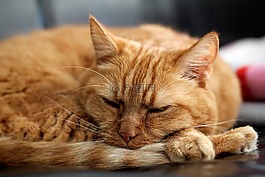 猫,红猫,小猫