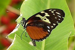 蝴蝶,性質(zhì),bug