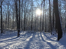 冬天,雪,樹(shù)