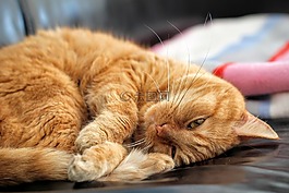 猫,红猫,小猫