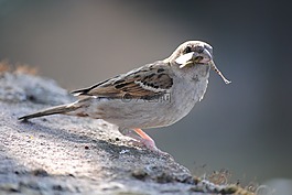 鳥(niǎo),麻雀,關(guān)閉