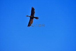 anhinga,镖鸟,水鸟儿的飞行