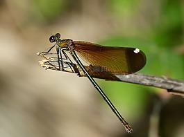 libella,黑蜻蜓,calopteryx haemorrhoidalis