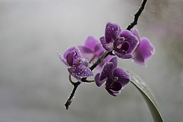 蘭花,開花,性質(zhì)