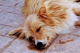 狗,放松,睡眠
